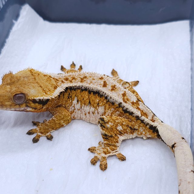 Tangerine Pinstripe Tri