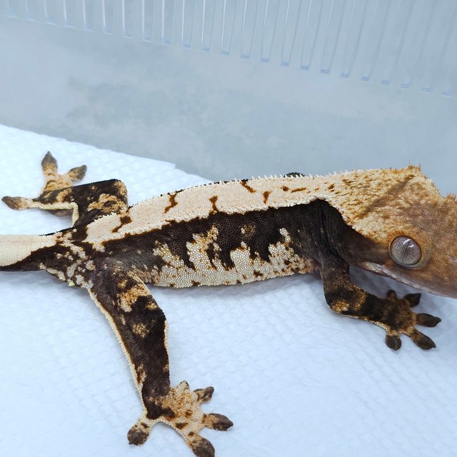 100% Het Axanthic