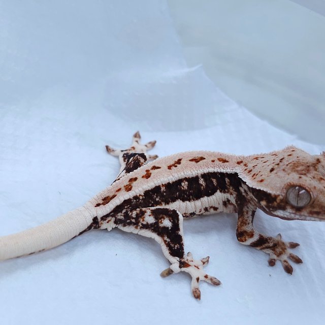 Lilly White