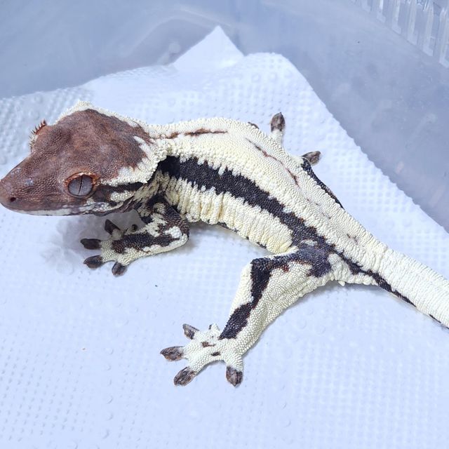 프라푸치노