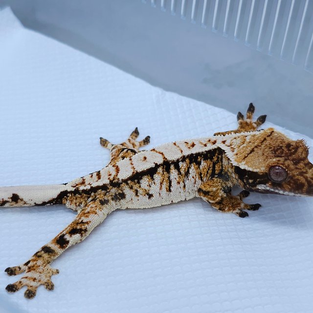 White Spot Tangerine Tri Extreme Harlequin Normal