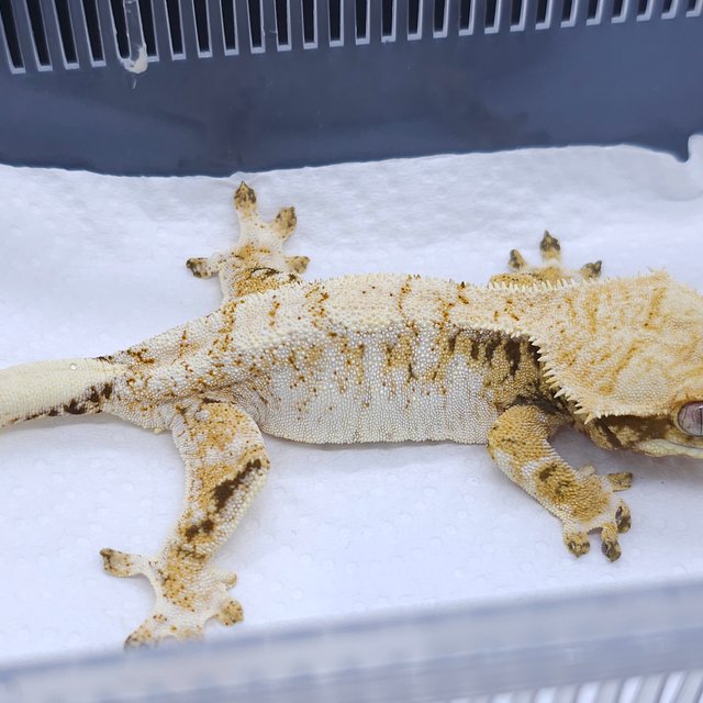 White Spot Tri Extreme Harlequin