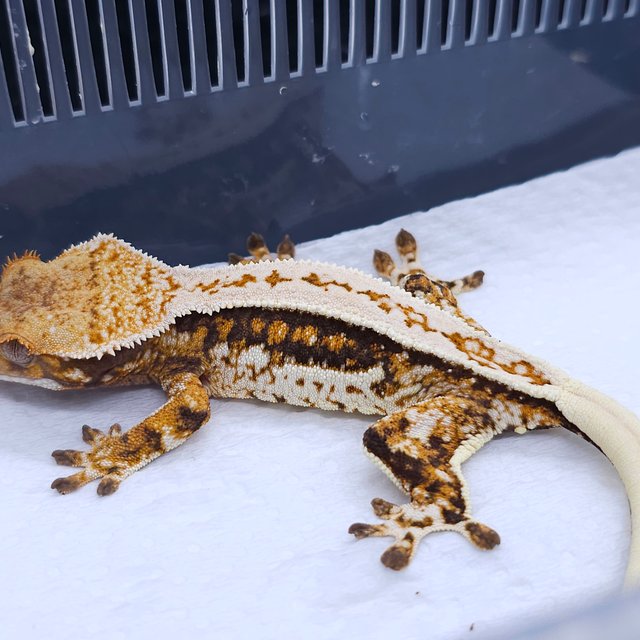 Quad Pinstripe Tri White