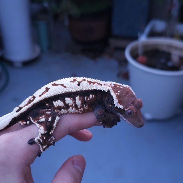 핀스트라이프 트라이 세이블