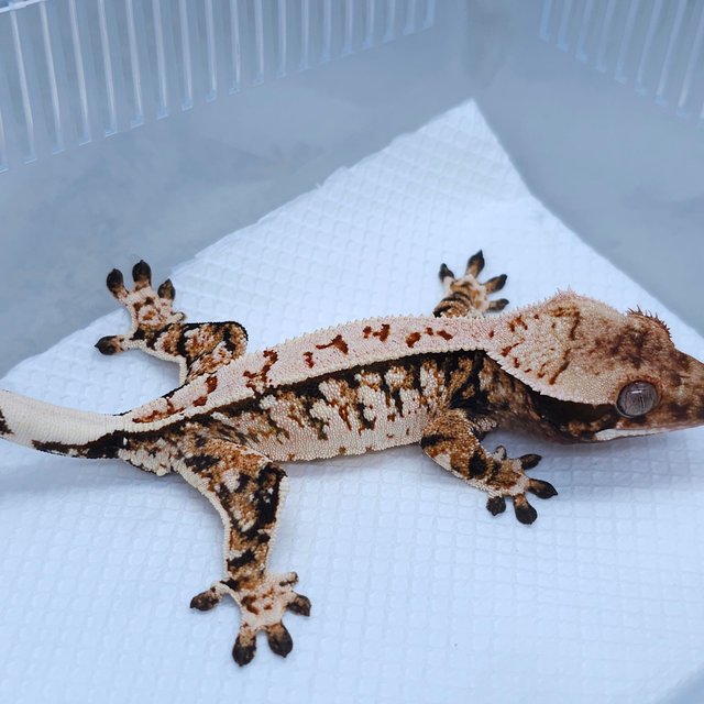 Normal Tangerine White Spot Tri Extreme Harlequin
