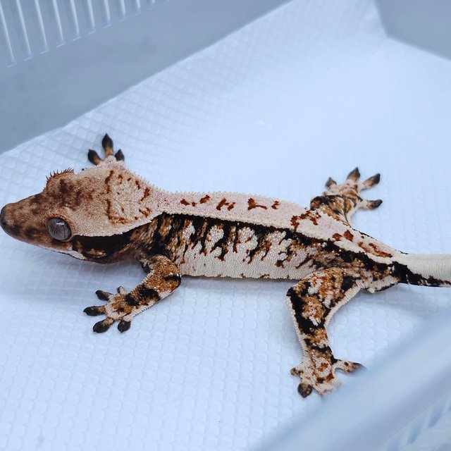 Normal Tangerine White Spot Tri Extreme Harlequin