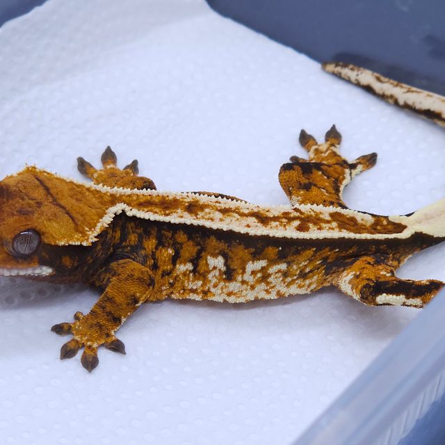 텐저린 핀스트라이프 트라이 익스트림할리퀸