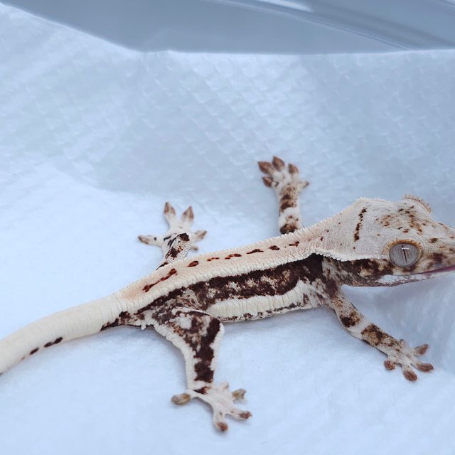 Lilly White