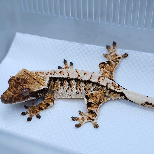 White Spot Tangerine Tri Extreme Harlequin Normal