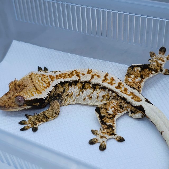 Normal White Tri Extreme Harlequin