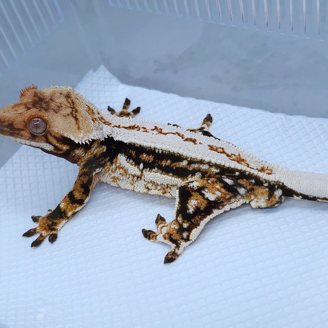 Normal Tangerine White Quad Tri