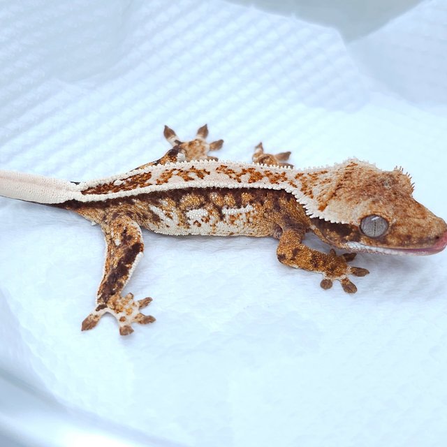 Tangerine Quad Tri White Spot
