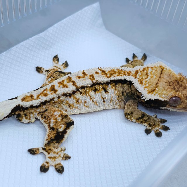 Normal White Tri Extreme Harlequin