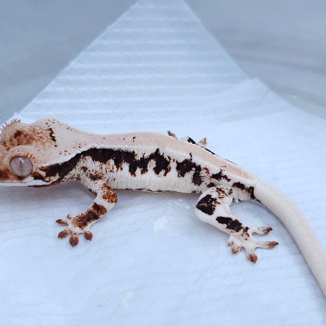 Lilly White