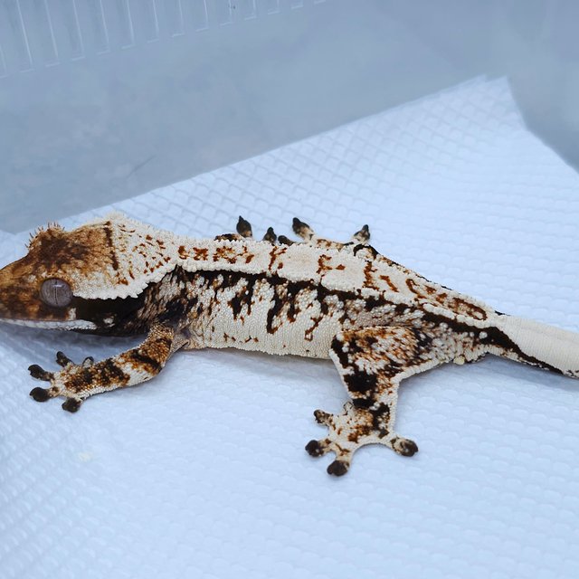 Normal White Spot Tangerine Tri Extreme Harlequin