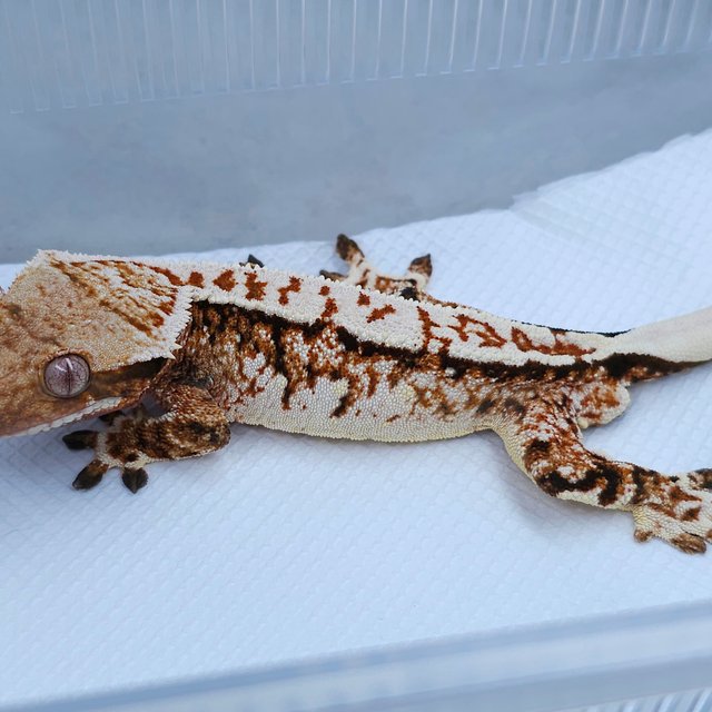 Normal Tangerine White Spot Quad Tri