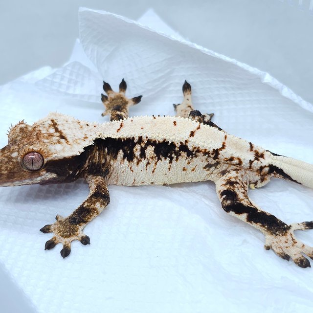 White Spot Tri Extreme Harlequin