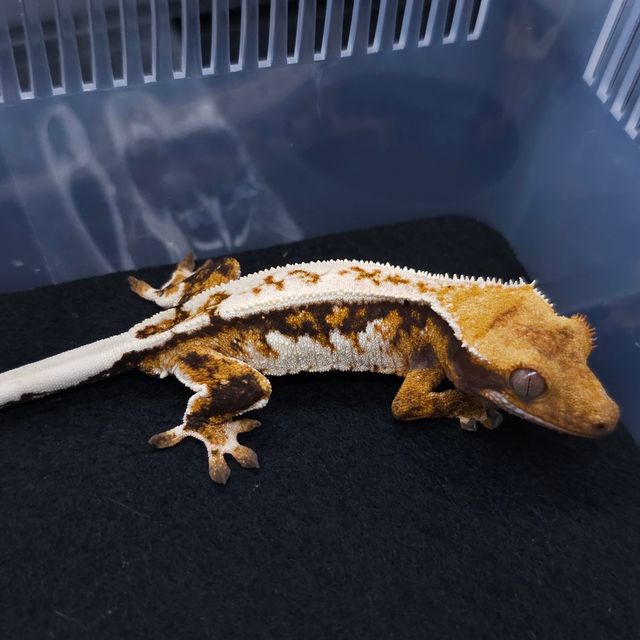 드리피 핀스트라이프 트라이