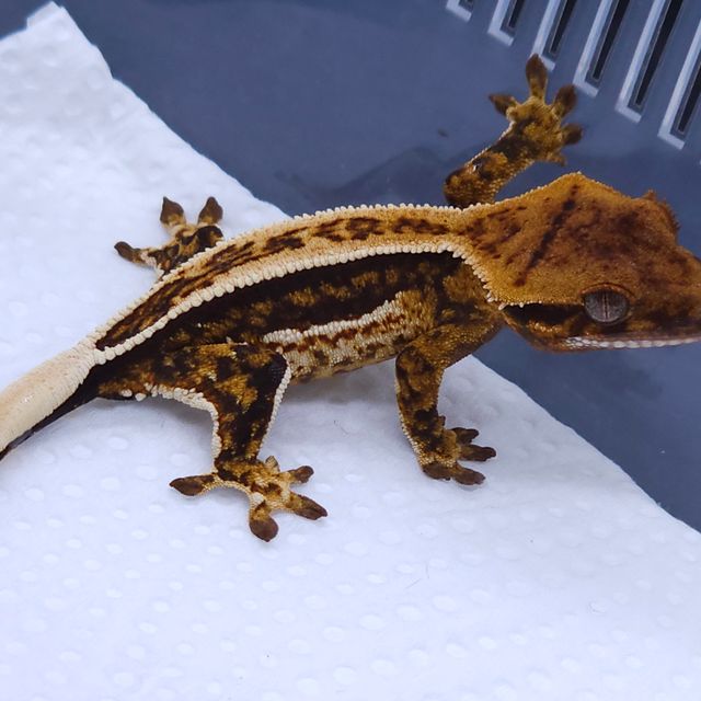 젠젝스 바브 텐저린 핀스트라이프 트라이