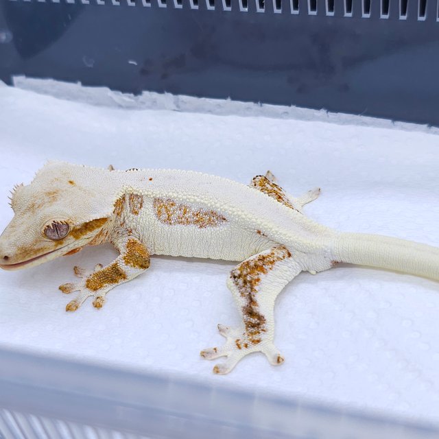 Solid Back Creamsicle Lilly White