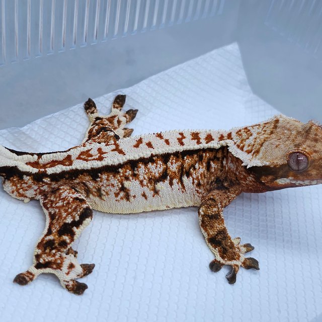 Normal Tangerine White Spot Quad Tri