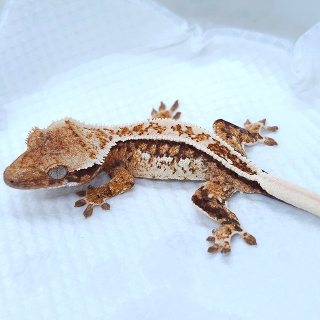 Tangerine Quad Tri White Spot