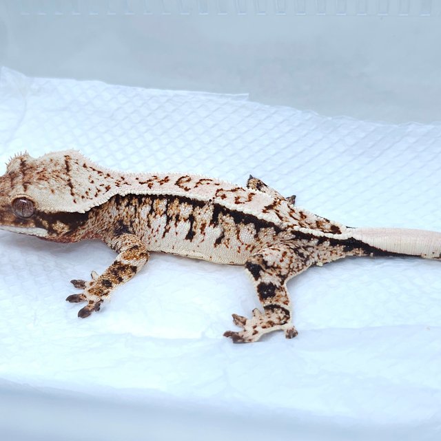 White Spot Tri Extreme Harlequin