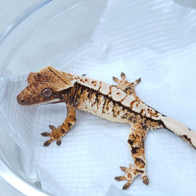 White Spot Tangerine Tri Extreme Harlequin
