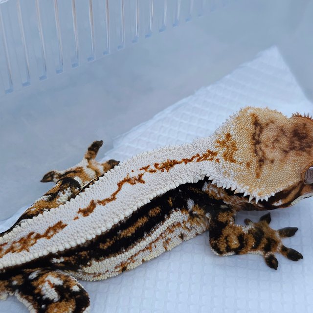 Normal Tangerine White Quad Tri