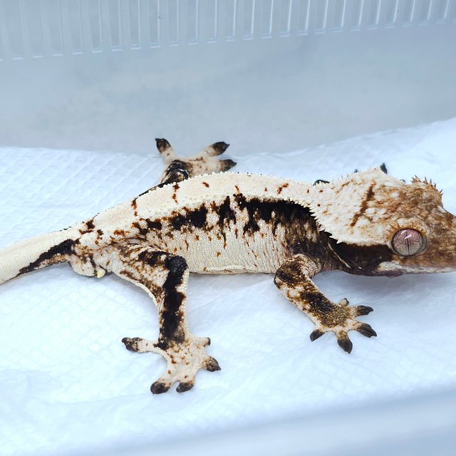 White Spot Tri Extreme Harlequin