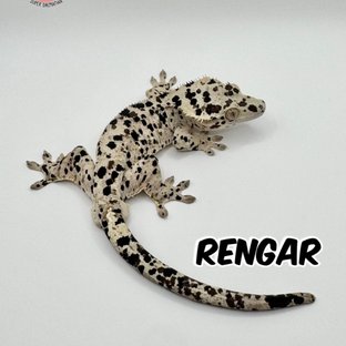 렝가