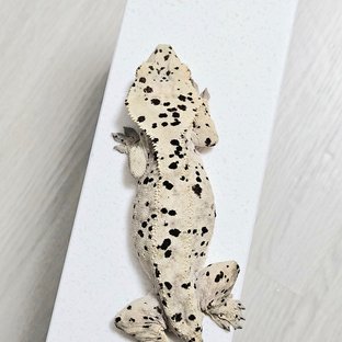슈퍼달마시안