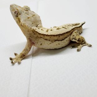 노멀 크림시클