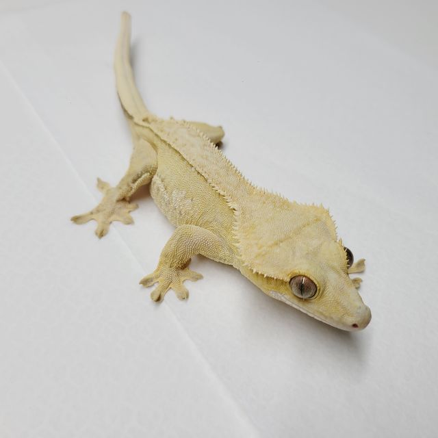 크림시클 옐로우 벅스킨