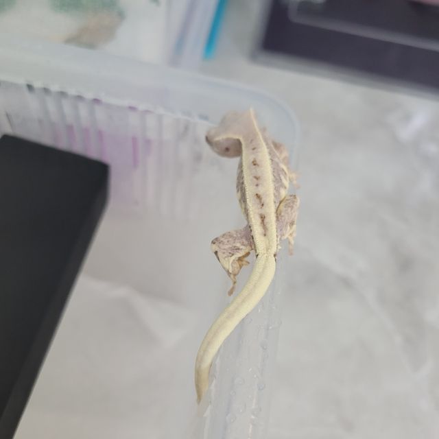 프라푸치노