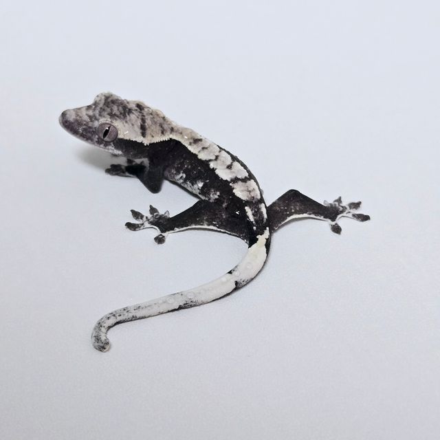 아잔틱