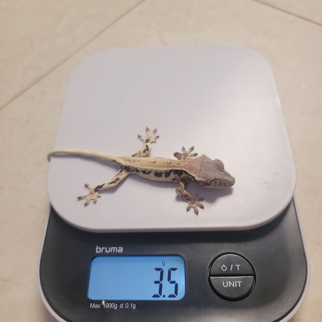 프라푸치노