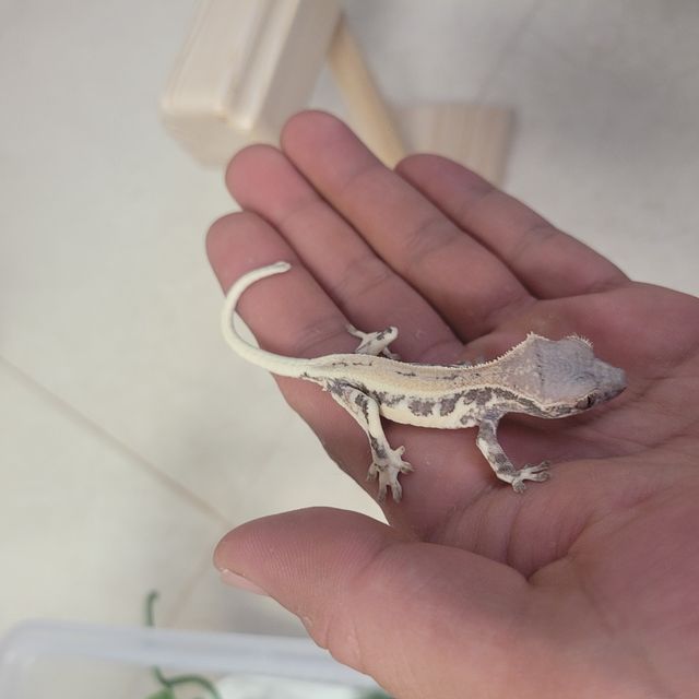 프라푸치노