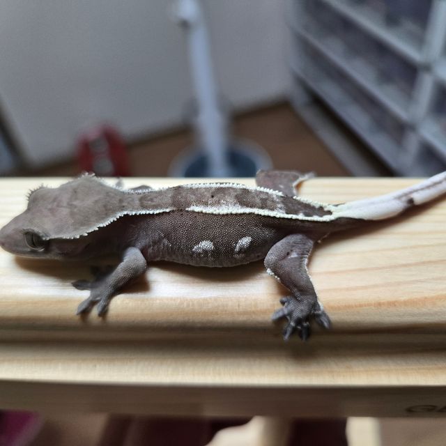 아잔틱