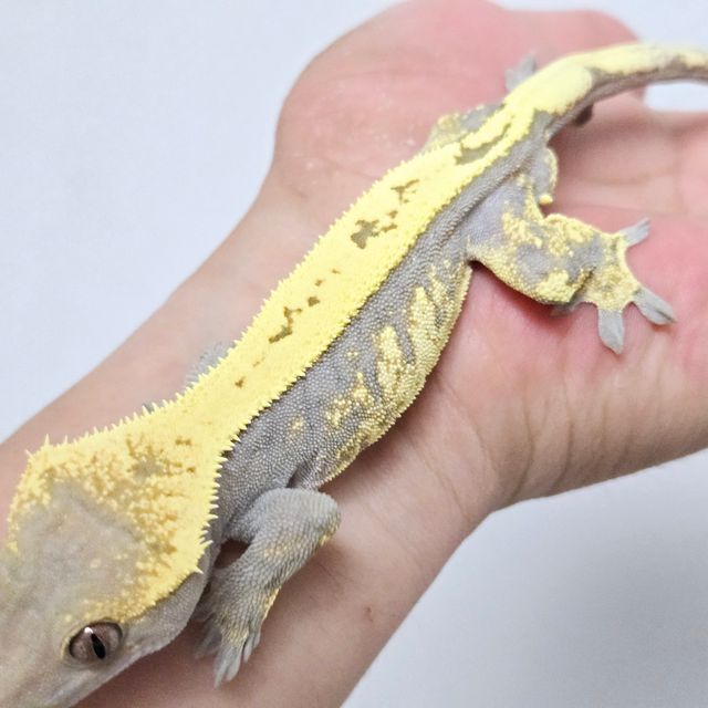 세이블