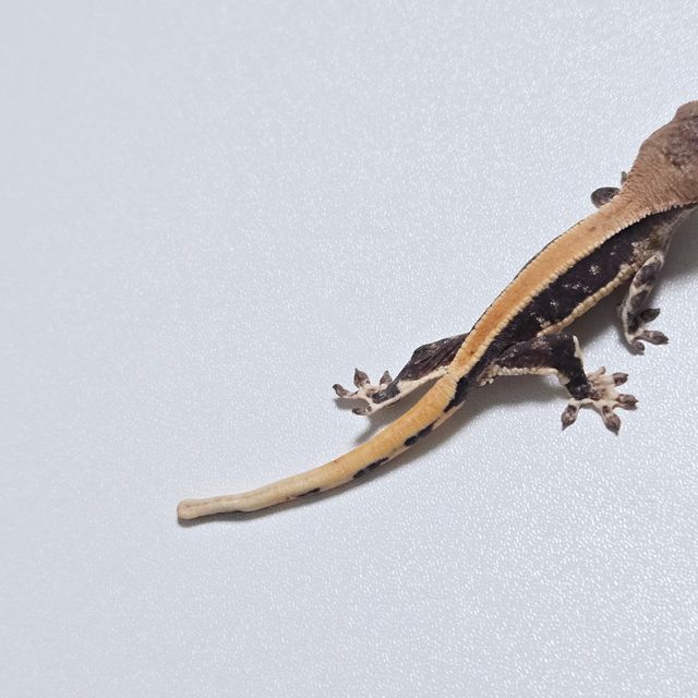 릴리100%헷아잔틱