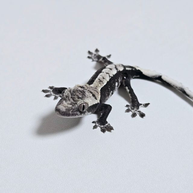 아잔틱