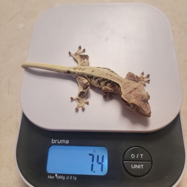 프라푸치노