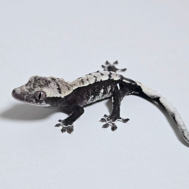 아잔틱