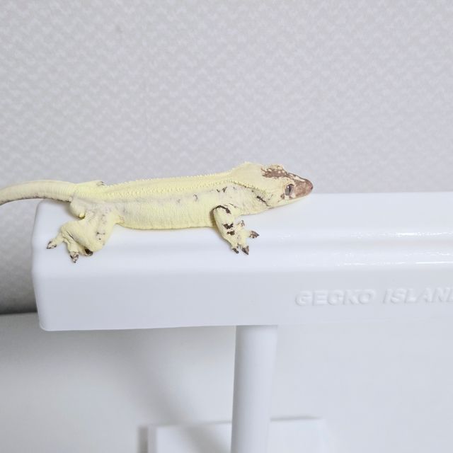 릴리 세이블