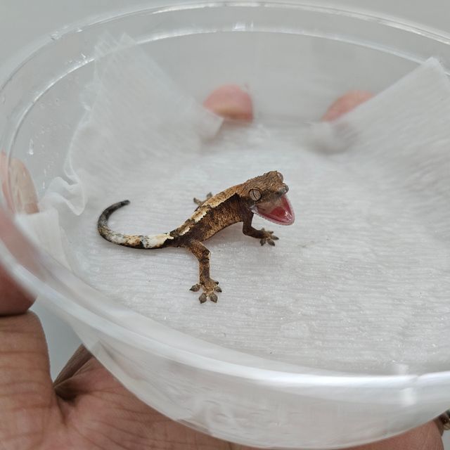 세이블