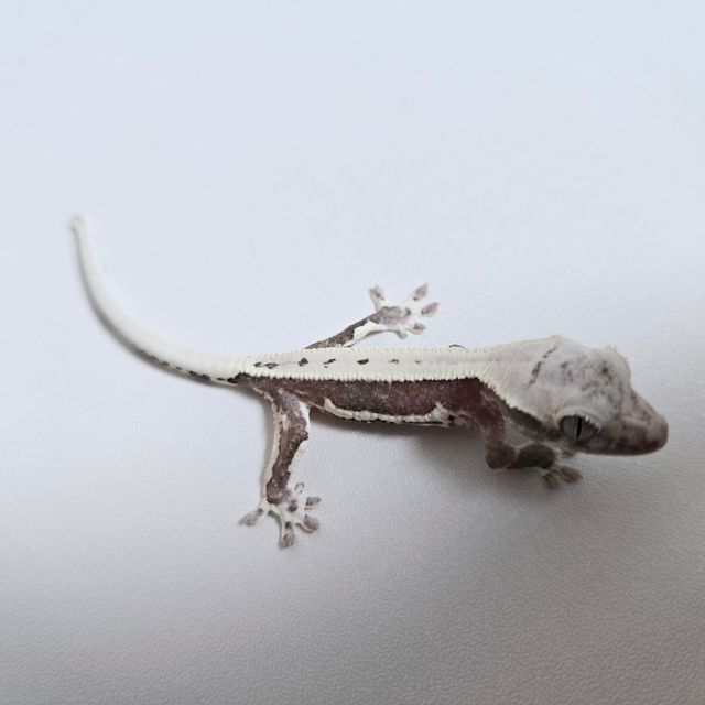 릴잔틱