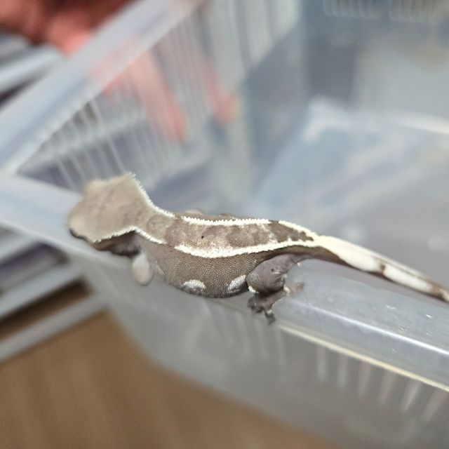 아잔틱