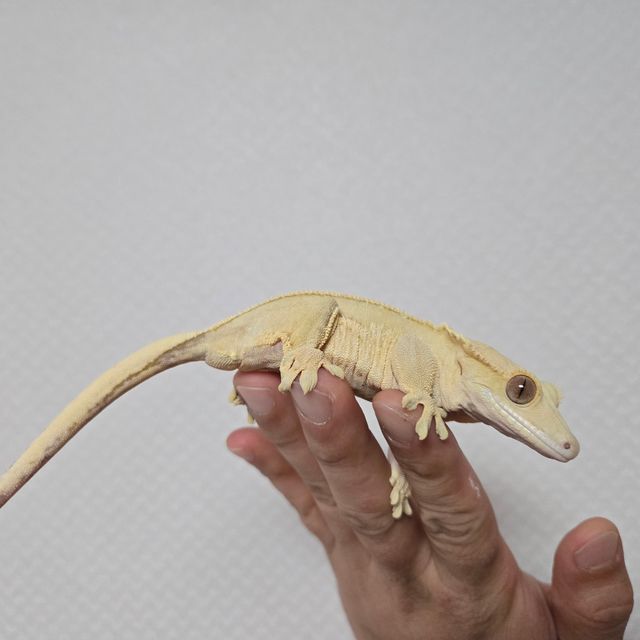 크림시클 옐로우 벅스킨