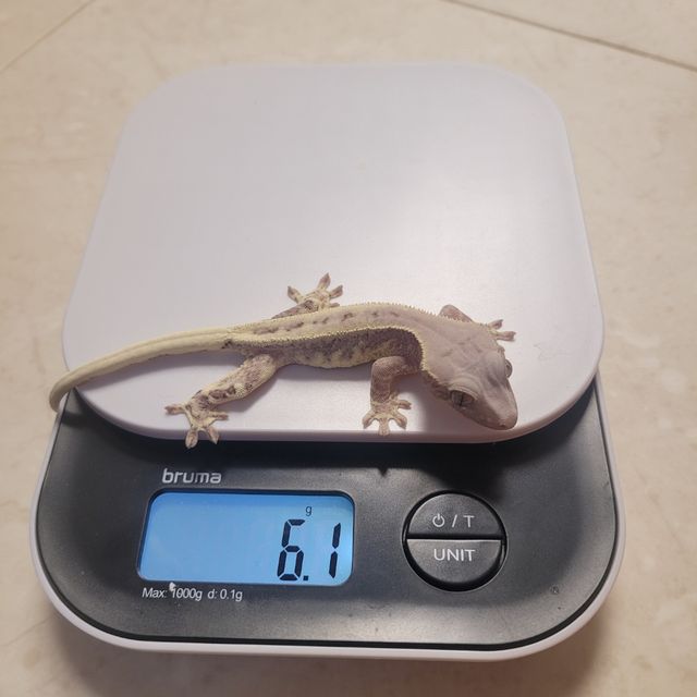 프라푸치노